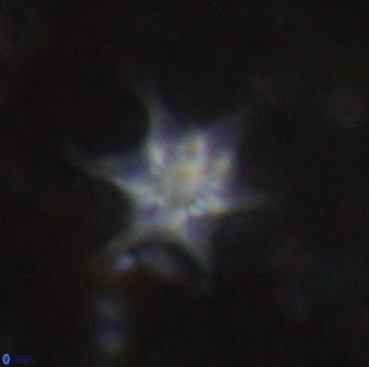 Discoaster vandekampiorum 27338