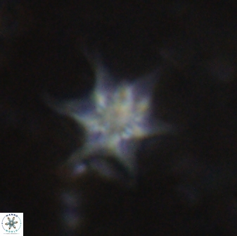 Discoaster vandekampiorum 27338