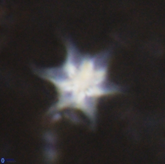 Discoaster vandekampiorum 27339