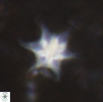 Discoaster vandekampiorum 27339