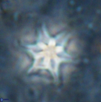 Discoaster vandekampiorum 27332