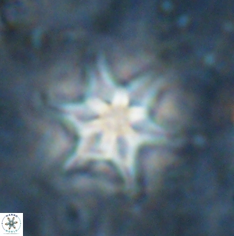 Discoaster vandekampiorum 27332