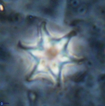 Discoaster vandekampiorum 27333