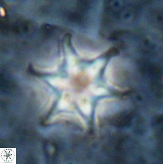 Discoaster vandekampiorum 27333