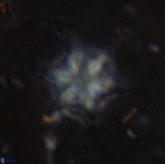 Discoaster vandekampiorum 27341