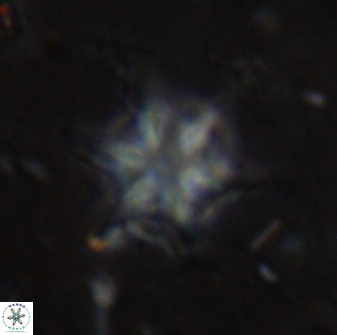 Discoaster vandekampiorum 27341