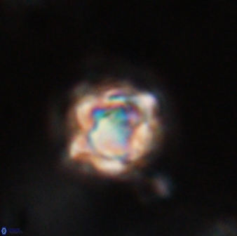 Discoaster vandekampiorum 28478