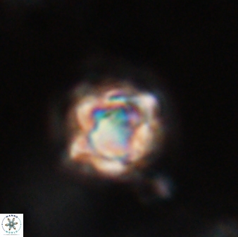 Discoaster vandekampiorum 28478