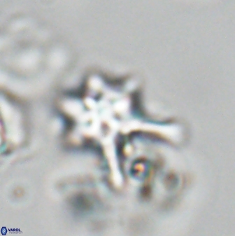 Discoaster vandekampiorum 28472