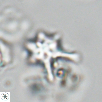 Discoaster vandekampiorum 28472
