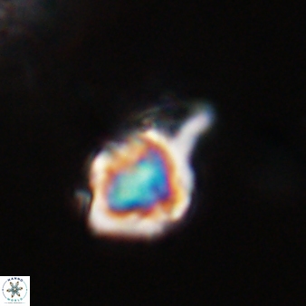 Discoaster vandekampiorum 28484