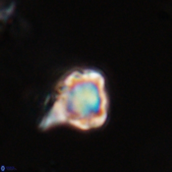 Discoaster vandekampiorum 28485