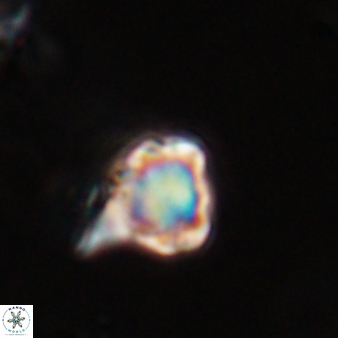 Discoaster vandekampiorum 28485