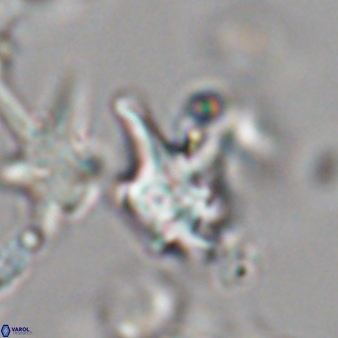 Discoaster vandekampiorum 28494