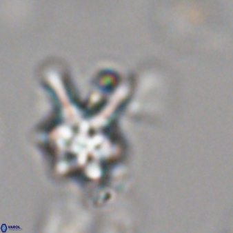 Discoaster vandekampiorum 28495