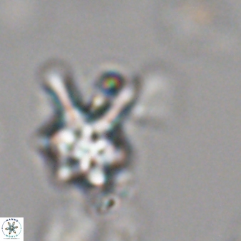 Discoaster vandekampiorum 28495