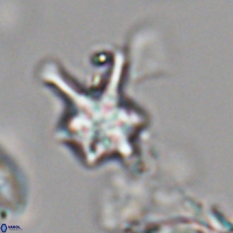 Discoaster vandekampiorum 28496