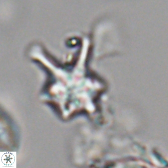 Discoaster vandekampiorum 28496