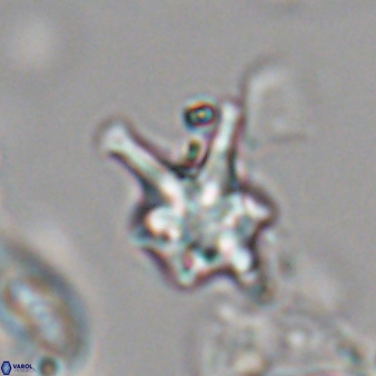 Discoaster vandekampiorum 28497