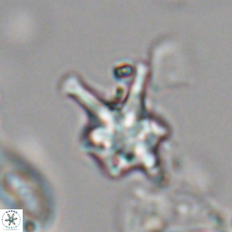 Discoaster vandekampiorum 28497
