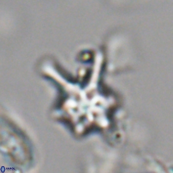 Discoaster vandekampiorum 28498