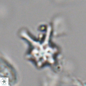 Discoaster vandekampiorum 28498