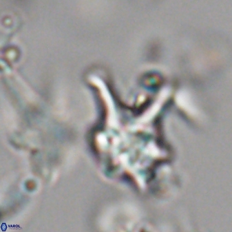 Discoaster vandekampiorum 28490