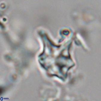 Discoaster vandekampiorum 28491