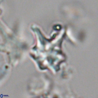 Discoaster vandekampiorum 28492