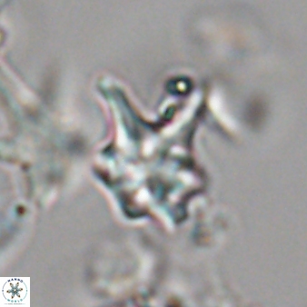 Discoaster vandekampiorum 28492