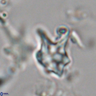 Discoaster vandekampiorum 28493