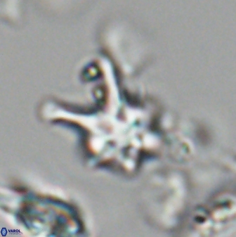 Discoaster vandekampiorum 28505