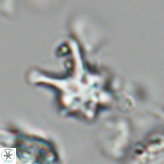 Discoaster vandekampiorum 28505