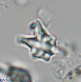 Discoaster vandekampiorum 28506