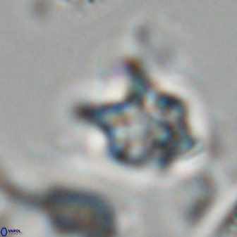 Discoaster vandekampiorum 28507