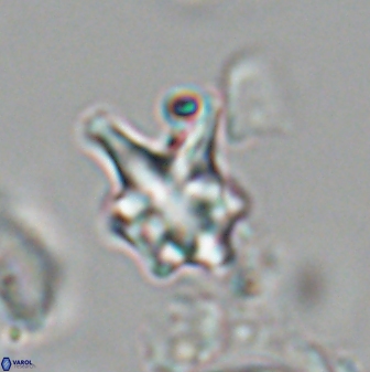 Discoaster vandekampiorum 28508