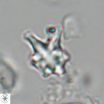 Discoaster vandekampiorum 28508
