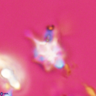 Discoaster vandekampiorum 28501