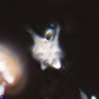 Discoaster vandekampiorum 28502