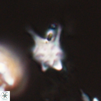 Discoaster vandekampiorum 28502