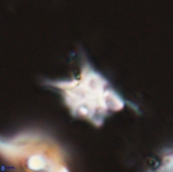 Discoaster vandekampiorum 28503