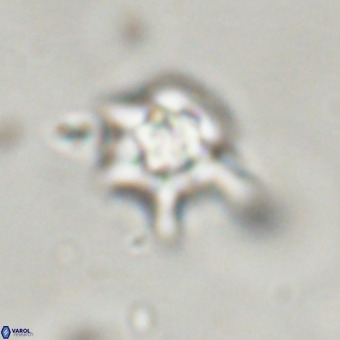 Discoaster virginianus VR 19318