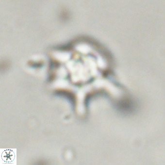 Discoaster virginianus VR 19318