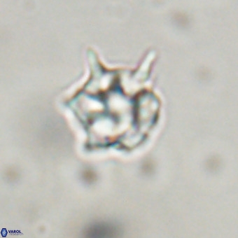 Discoaster virginianus VR 19324