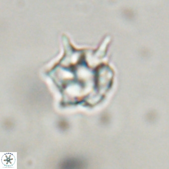 Discoaster virginianus VR 19324