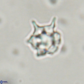 Discoaster virginianus VR 19325