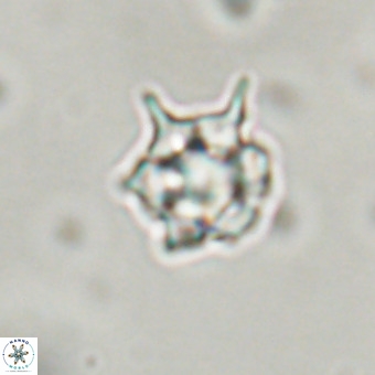 Discoaster virginianus VR 19325