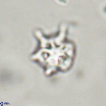 Discoaster virginianus VR 19327