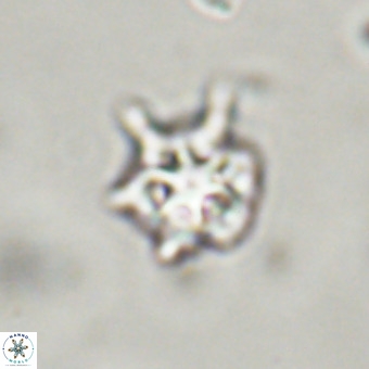 Discoaster virginianus VR 19327