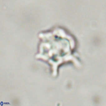 Discoaster virginianus VR 19320